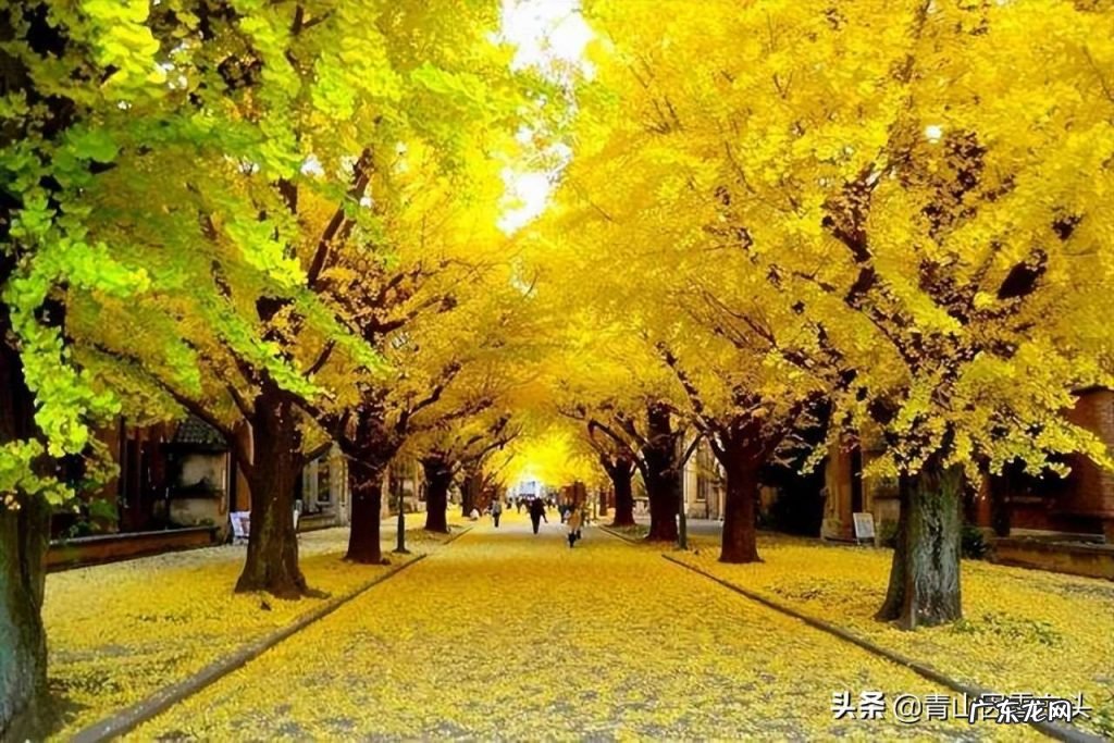 城市绿化出现“重男轻女”现象，是什么原因？