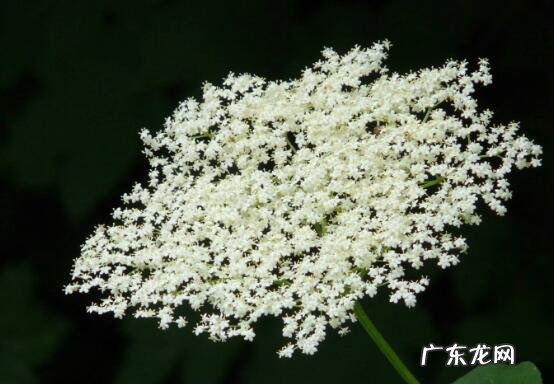 接骨木精油的功效与作用