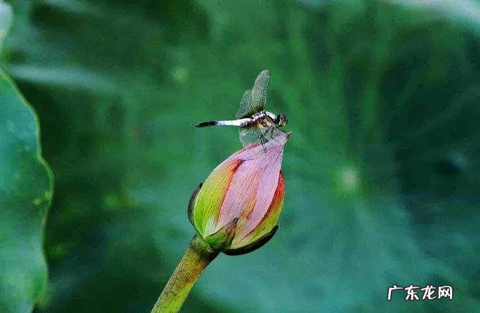 天气预报今年伏天热吗？农谚热不热，就看五月初一？