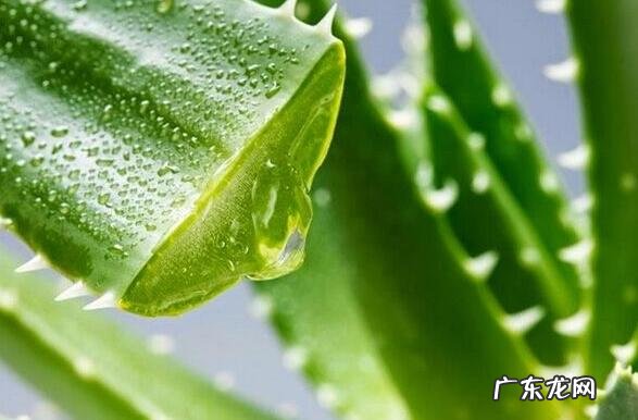 芦荟怎么养才能更旺盛