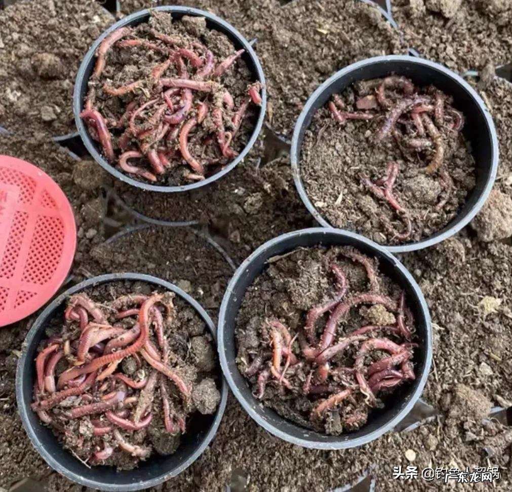 分享夏季用蚯蚓的钓法 夏季钓鱼能用蚯蚓钓吗