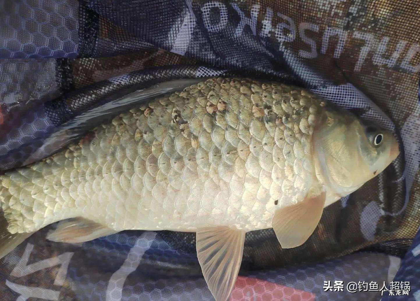 分享夏季用蚯蚓的钓法 夏季钓鱼能用蚯蚓钓吗