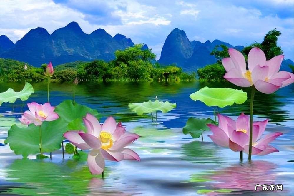 描写荷花的优美诗句词句 30首唯美荷花诗词