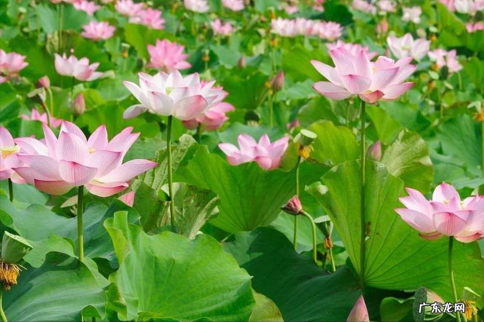 描写荷花的优美诗句词句 30首唯美荷花诗词