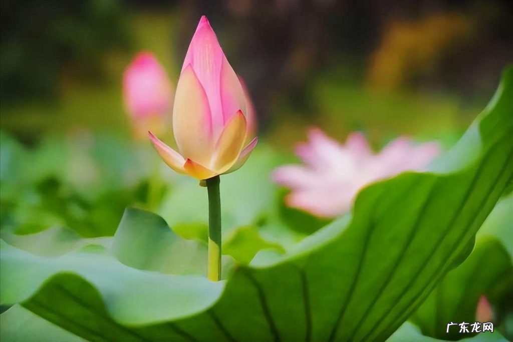 描写荷花的优美诗句词句 30首唯美荷花诗词