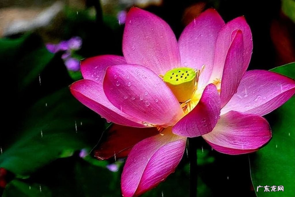 描写荷花的优美诗句词句 30首唯美荷花诗词