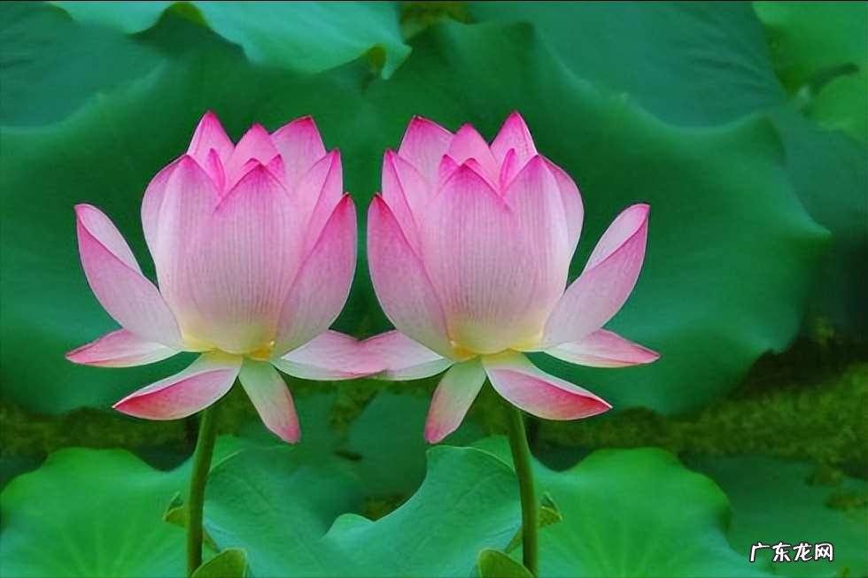 描写荷花的优美诗句词句 30首唯美荷花诗词