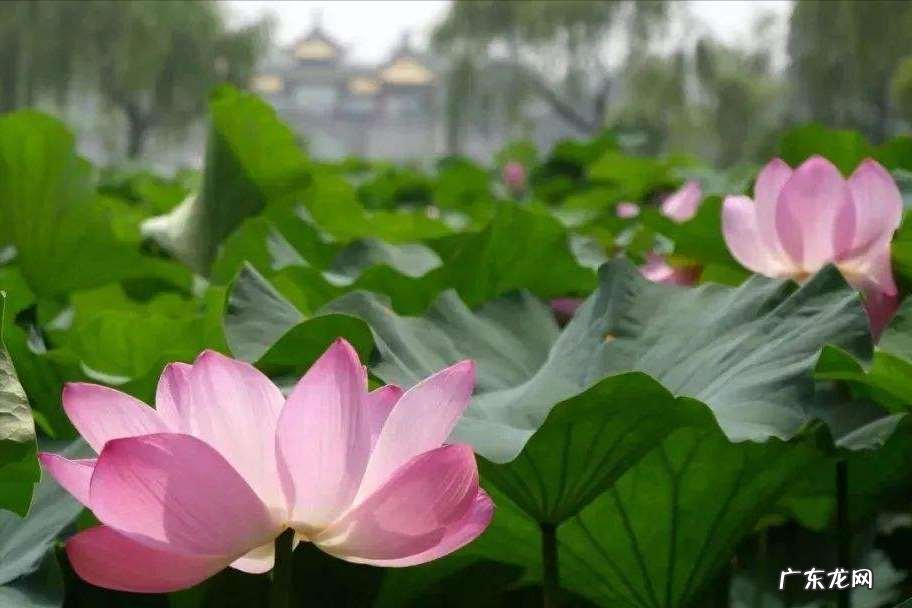 描写荷花的优美诗句词句 30首唯美荷花诗词