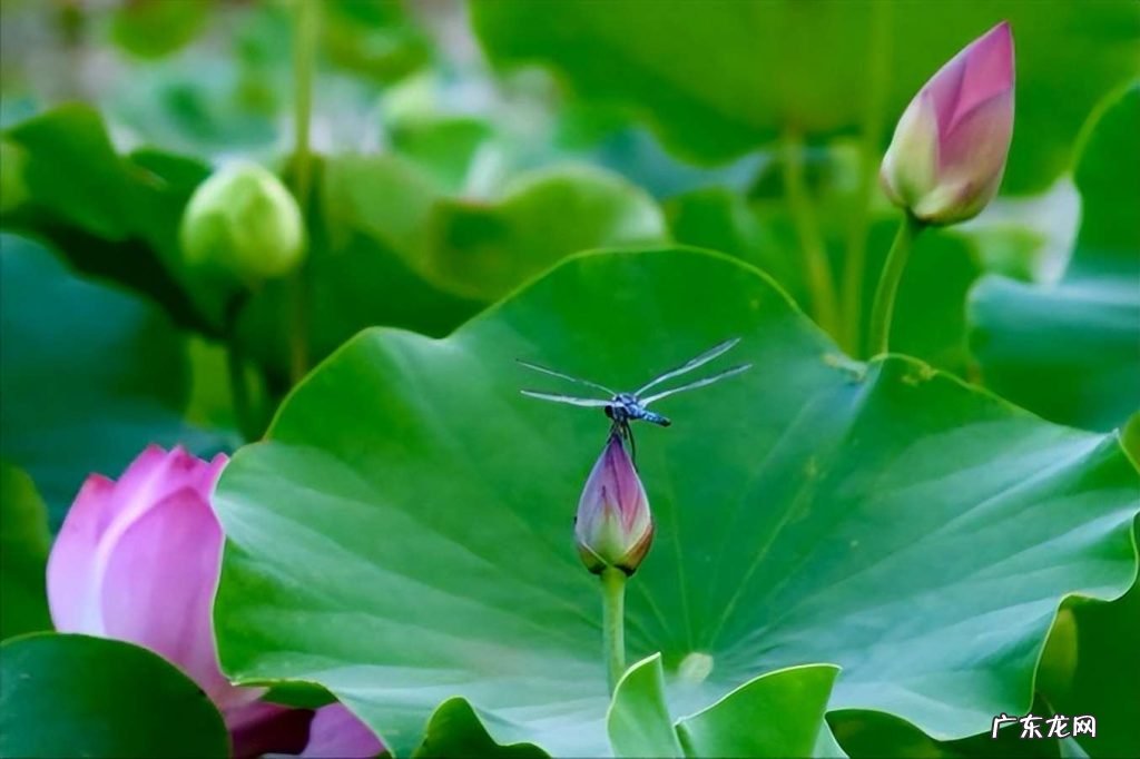 描写荷花的优美诗句词句 30首唯美荷花诗词