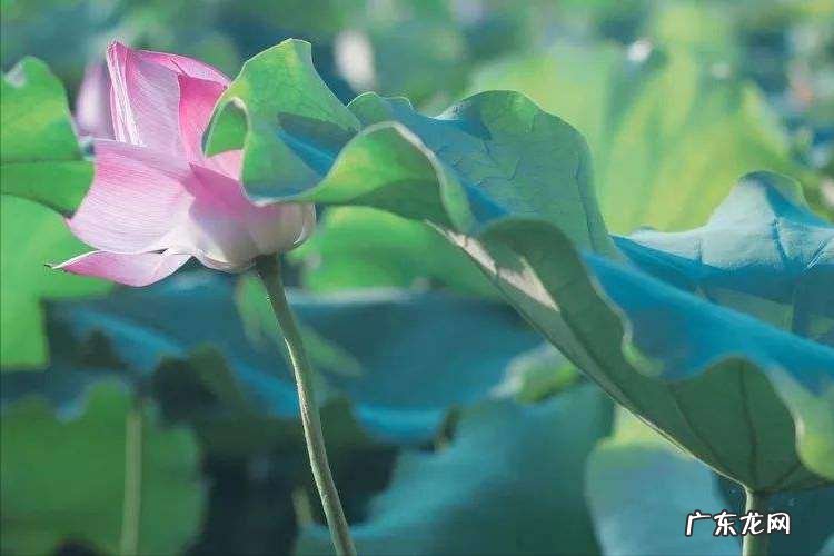 陆游的诗总有一首能打动你 陆游最经典的20首诗歌