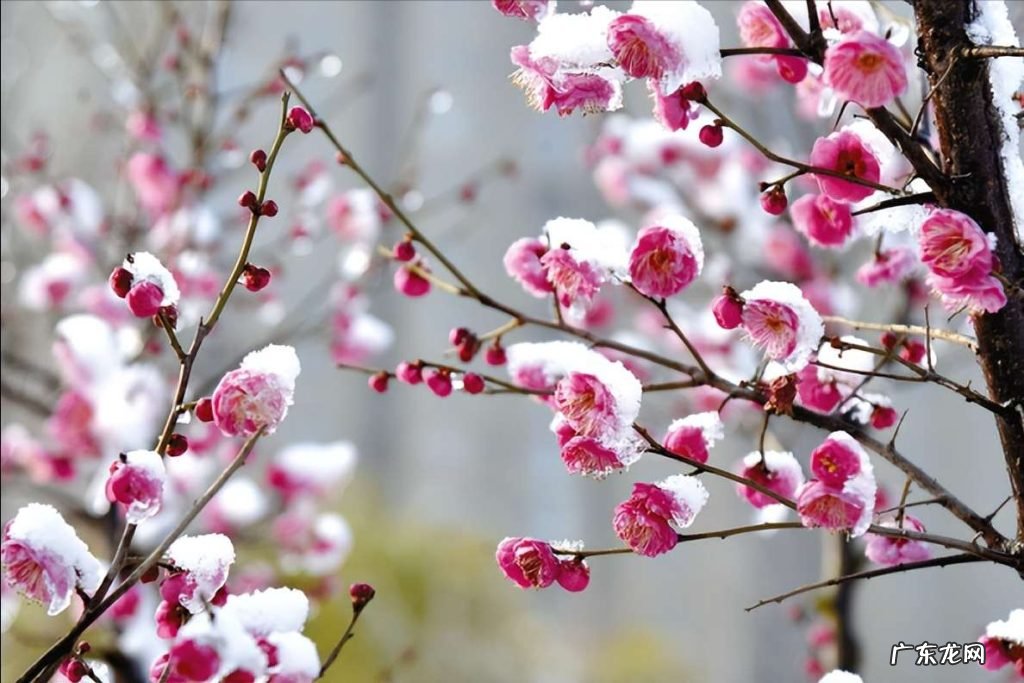 陆游的诗总有一首能打动你 陆游最经典的20首诗歌