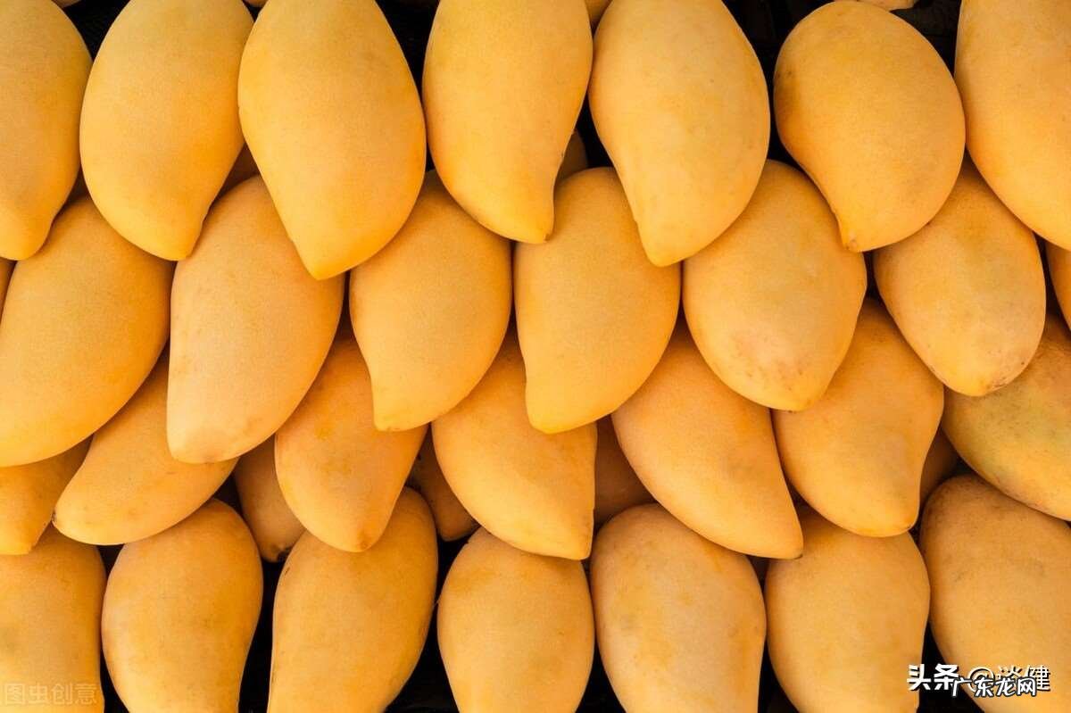 盘点芒果有什么营养价值 芒果和豆浆可不可以一起吃