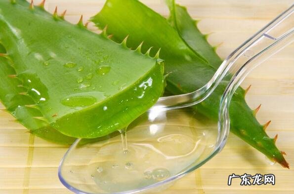 新鲜芦荟可以直接擦脸吗 芦荟怎么处理才能涂脸