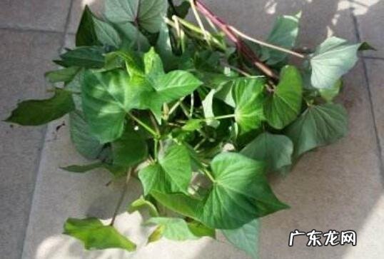 番薯藤干泡茶的功效与作用