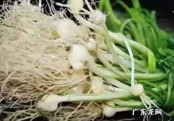 野小蒜怎么做好吃 野小蒜的家常做法大全