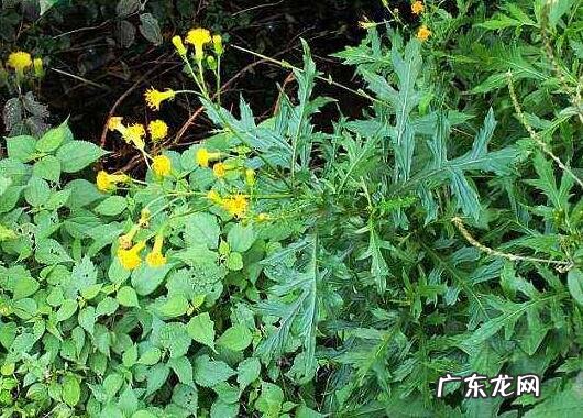 菊三七花的功效与作用