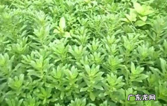 菊三七花的功效与作用