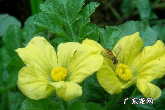 西瓜花的功效与作用 西瓜花的禁忌