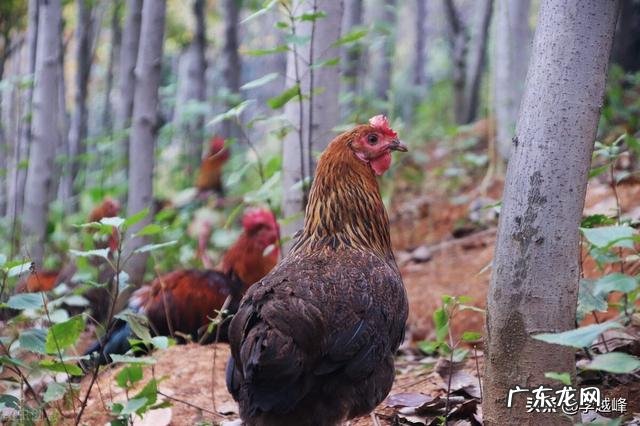 教你识别土鸡的小窍门 如何分辨散养土鸡的特征