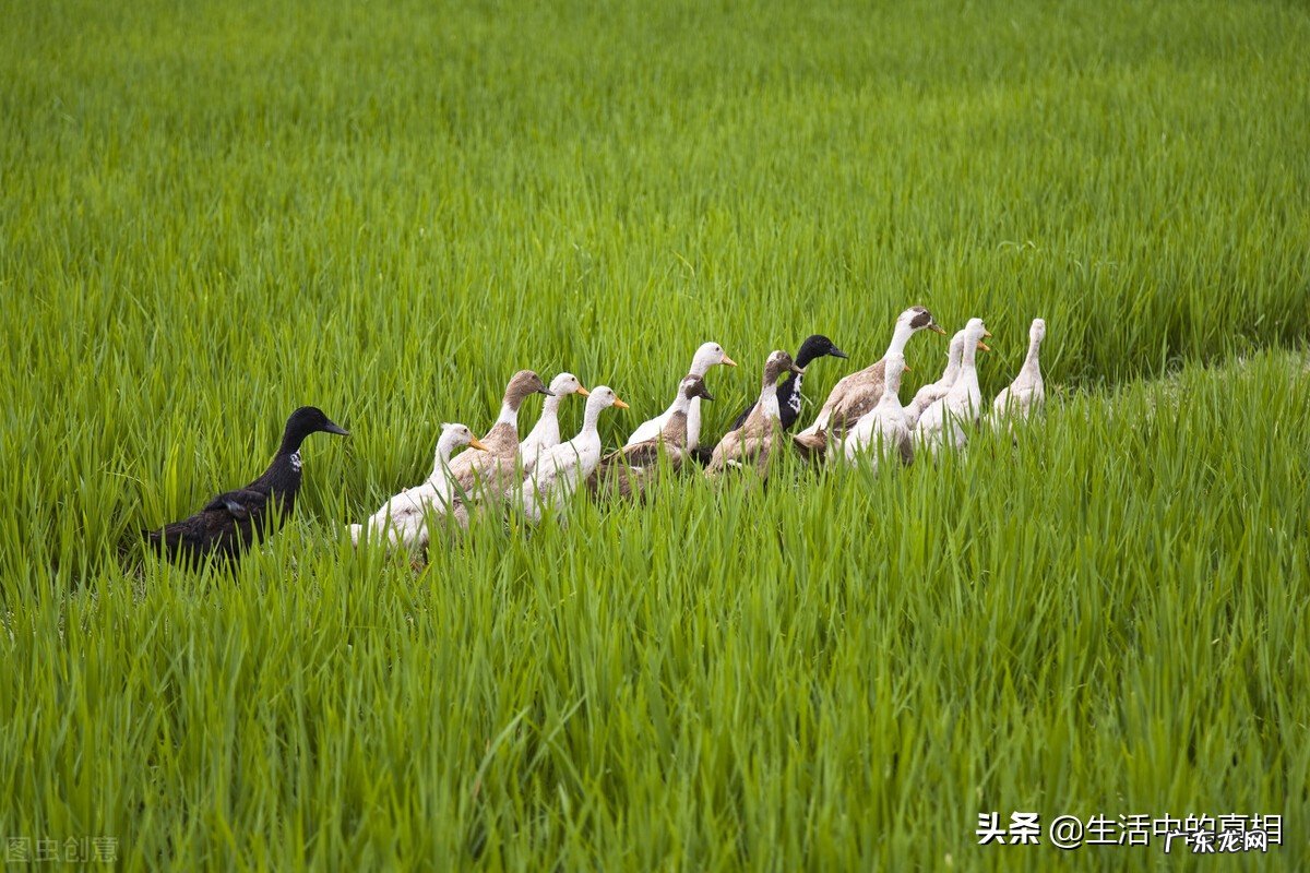 路边烤鸭能吃吗 街边卖的自制烤鸭为什么会很便宜