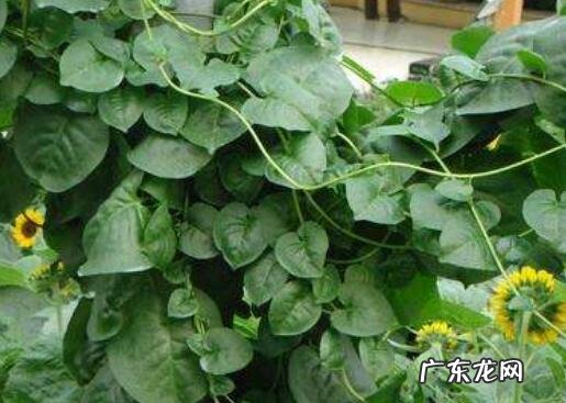 旱三七的功效与作用及禁忌