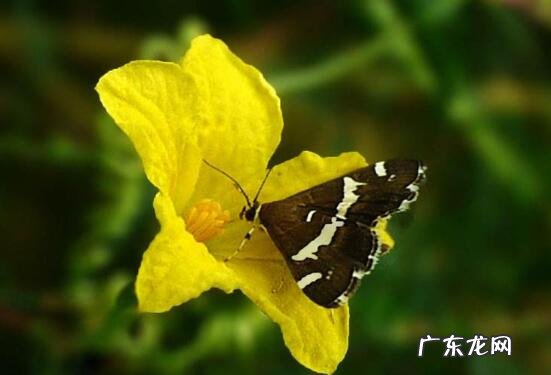 苦瓜花的功效与作用 吃苦瓜花的好处有哪些