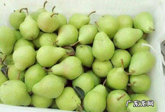 茄梨的功效和作用 吃茄梨的好处