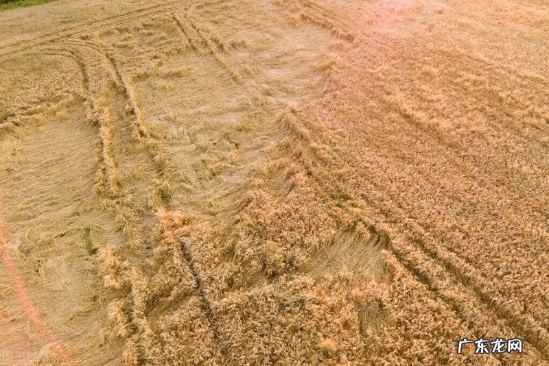 看老祖宗的农谚是怎么说的 芒种节气下雨有啥说法