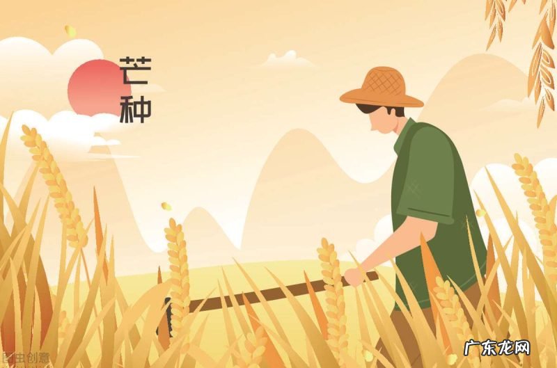 看老祖宗的农谚是怎么说的 芒种节气下雨有啥说法