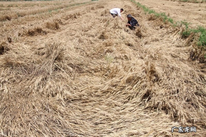 看老祖宗的农谚是怎么说的 芒种节气下雨有啥说法