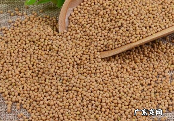 芥菜籽油的药用功效 芥菜籽油有哪些功效与作用