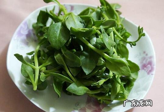 田七菜的功效与作用及禁忌