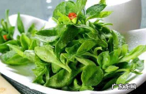 田七菜的功效与作用及禁忌