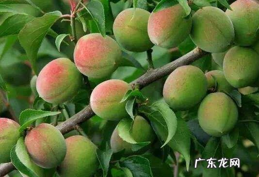 酵素梅子的功效与作用