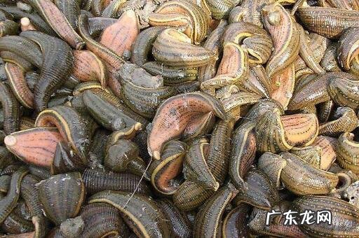 水蛭的副作用与禁忌