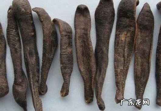 水蛭的副作用与禁忌