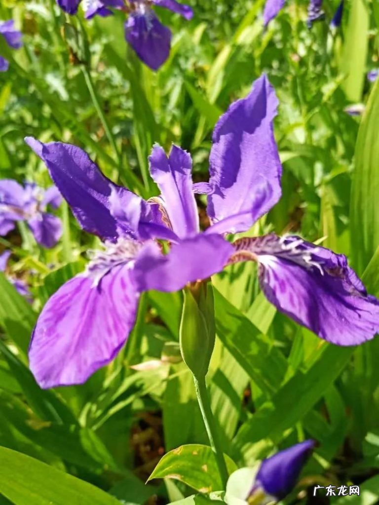 芦苇诗句赏析 宁河赋《芦苇文苑》诗词集锦都有哪些