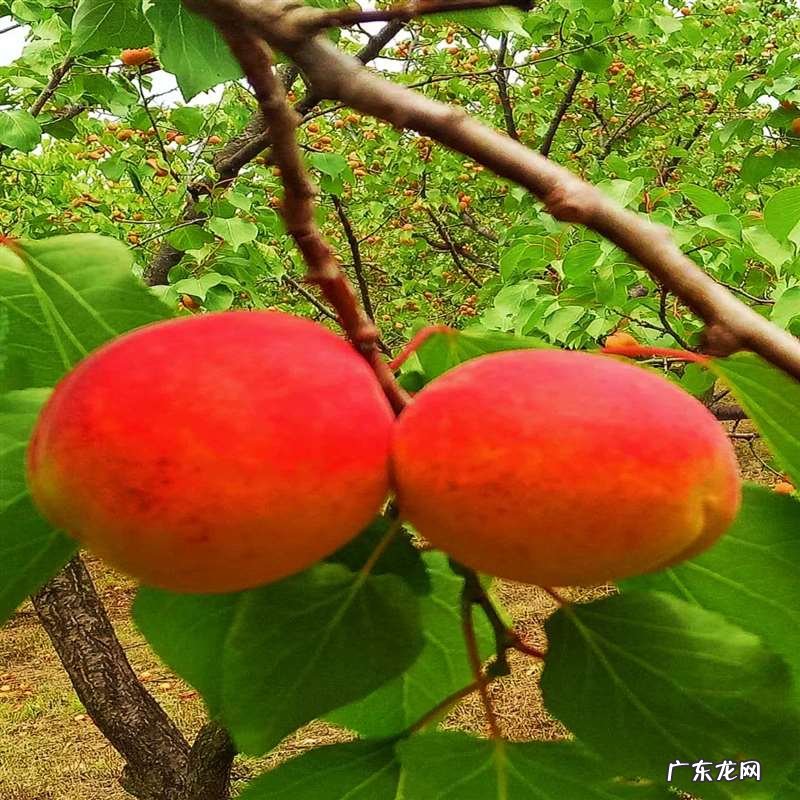 芦苇诗句赏析 宁河赋《芦苇文苑》诗词集锦都有哪些