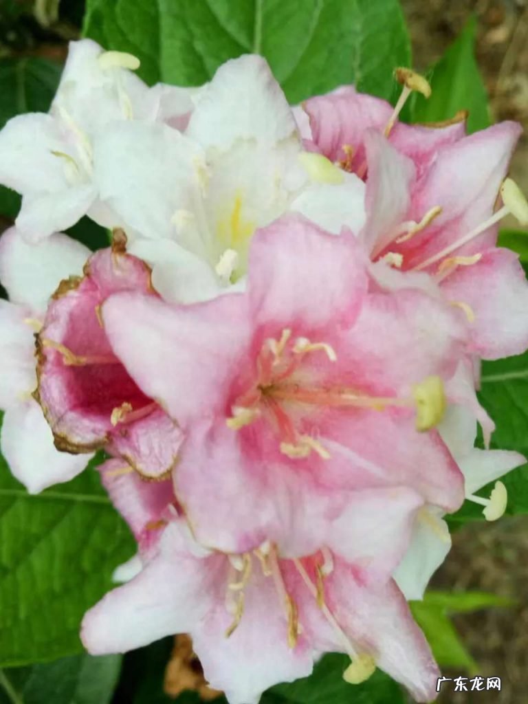 芦苇诗句赏析 宁河赋《芦苇文苑》诗词集锦都有哪些