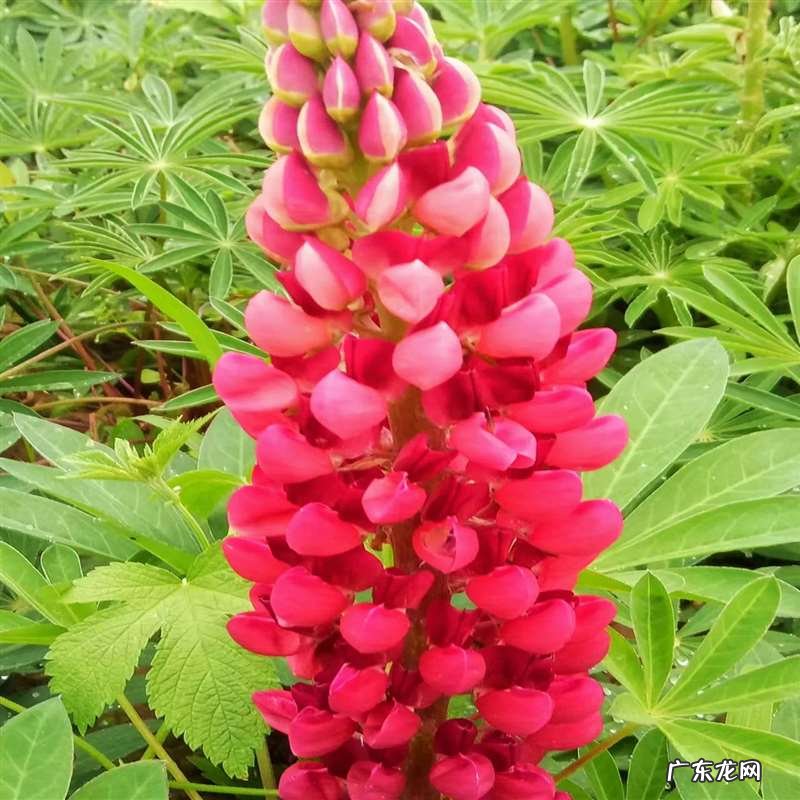 芦苇诗句赏析 宁河赋《芦苇文苑》诗词集锦都有哪些