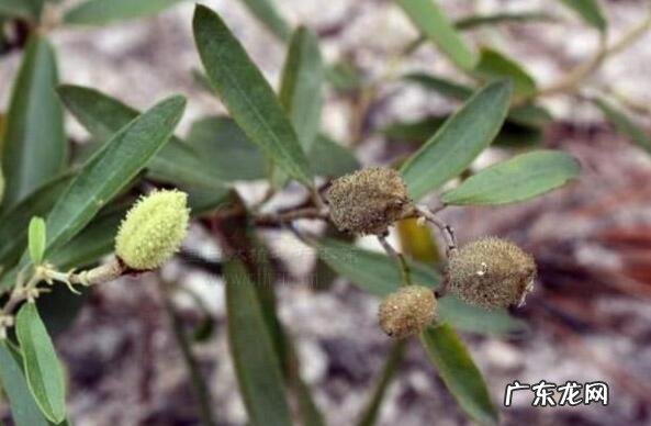 山芝麻的功效与作用 吃山芝麻的好处