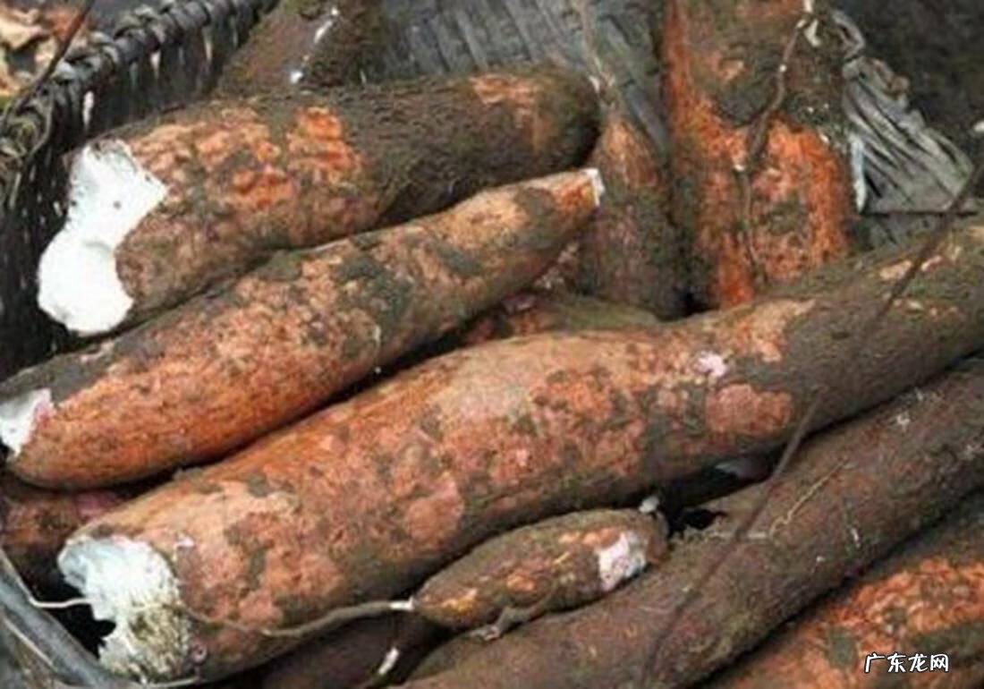 木薯的俗称是什么 木薯的功效与作用及食用方法