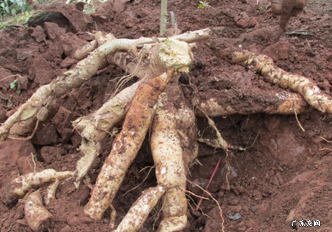 木薯的俗称是什么 木薯的功效与作用及食用方法