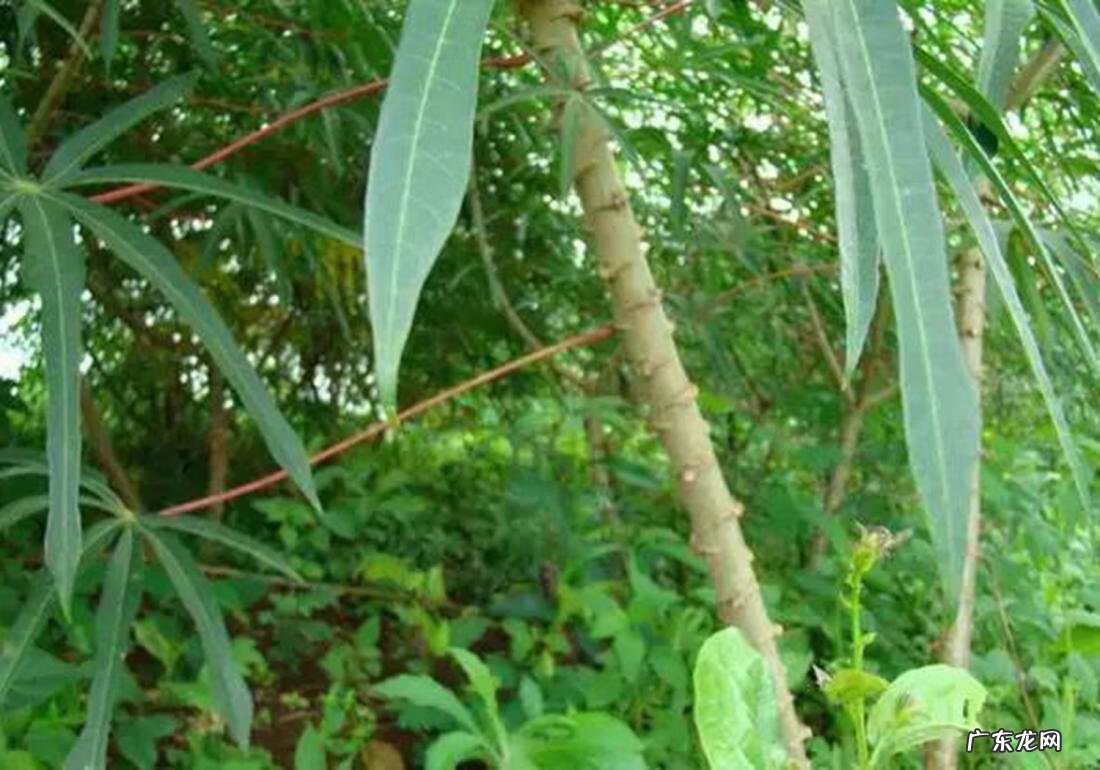 木薯的俗称是什么 木薯的功效与作用及食用方法
