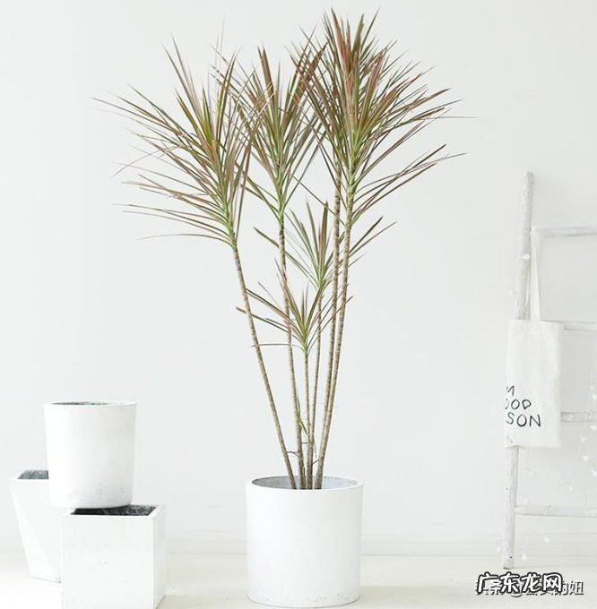 推荐10种适合摆放的绿植 新房装修后放什么绿植比较好