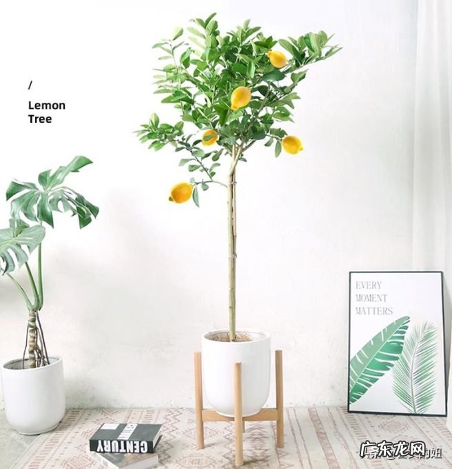 推荐10种适合摆放的绿植 新房装修后放什么绿植比较好