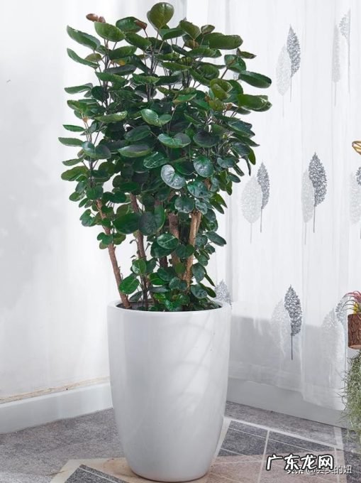 推荐10种适合摆放的绿植 新房装修后放什么绿植比较好