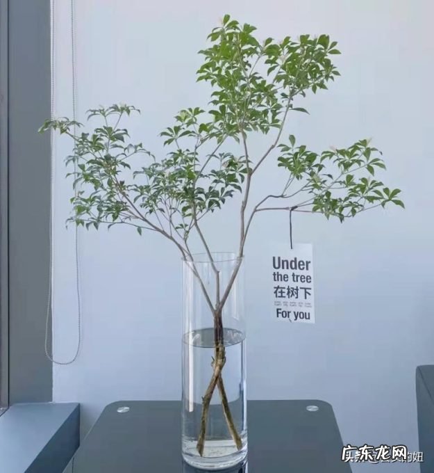 推荐10种适合摆放的绿植 新房装修后放什么绿植比较好