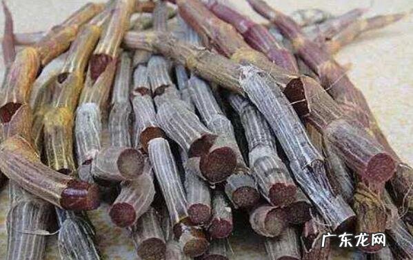 紫皮石斛怎么种 紫皮石斛的种植方法技巧