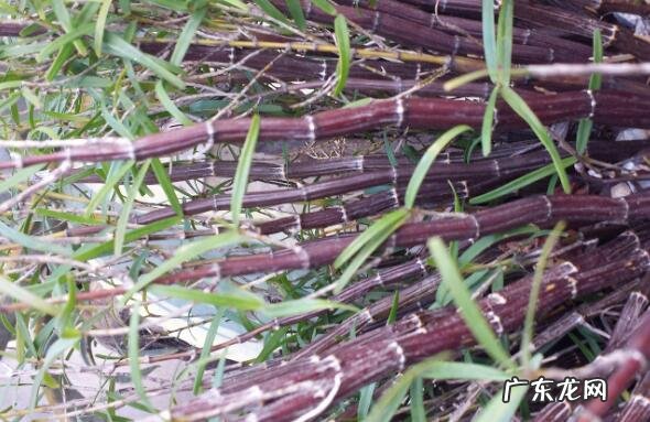 紫皮石斛怎么种 紫皮石斛的种植方法技巧